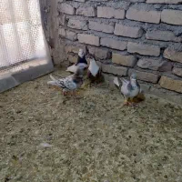 کبوتر|پرنده|کوهین, |دیوار