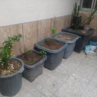 پنج عدد گلدان خیلی بزرگ با گل رز رونده و شمشاد