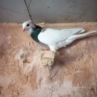 کفتر طوقی خوشکل