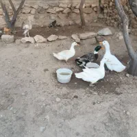 اردک تخم گزار و سرحال