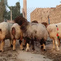 شاه میش بختیاری