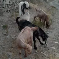 توافقی