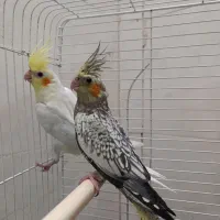 یک جفت عروس هلندی نر و ماده