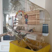 جفت عروس هلندی