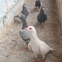 کفتر نوبازی