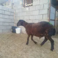 بره قوچ همو زیگوت