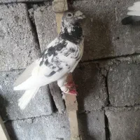 کفتر