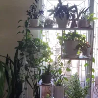 گل طبیعی با استند یکجا
