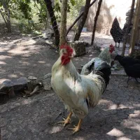 خروس و‌مرغ طبیعی تخمگذار
