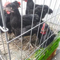 انواع مرغ و خروس محلی ماشینی سیاه جهت سربری