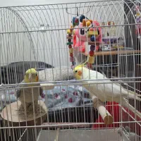 دو عدد عروس هلندی نر یک سال و نیمه