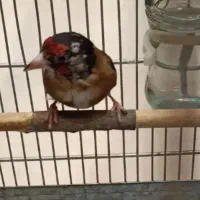 سهره زاغ نر و ماده