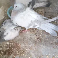 کبوتر اصفهانی