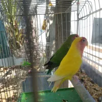خریدو فروش طوطی برزیلی