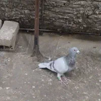 اقون