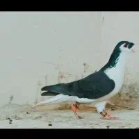 ساده سیاه شاخ‌دار