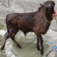 ورزا کوله