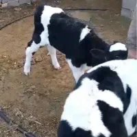 گوساله شیری ۲۰روز نر