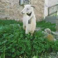 بز داشتی سانن