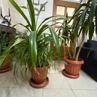 گیاه پاندانوس