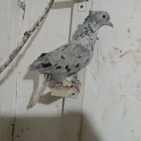 کفتر هفت رنگ دم سفید