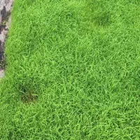 توم هاشمی (خزانه نشا) درجه یک