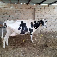 گاو با نوچ