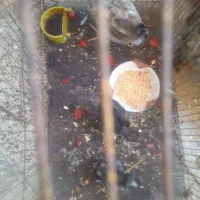 جوجه عربی اصل اصل عرب