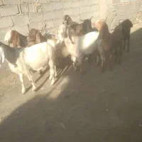 بز داشتی پاکستانی