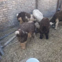 ۵ عدد بره سرحال برا فروش