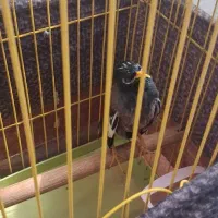 مرغ مینا