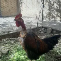 خروس گردن لختی جوان