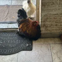 فروش خروس برهما اصل