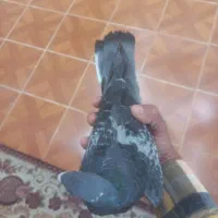 کبوتر سبز پلاکی