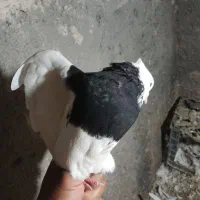 فروش کبوتر
