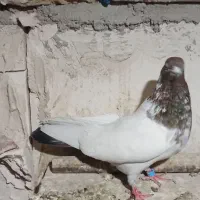 هر عزیزی خواست درخدمتم