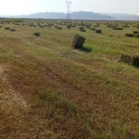 علف پرس شده