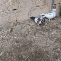 خالدم افشون زیبا