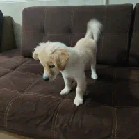 میکس ماتیلز وپامر