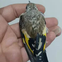 سهره از نسل سیاه های کیاسر