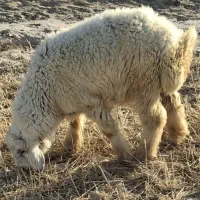 دو عدد بره نر برای فروش