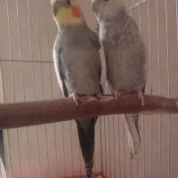 عروس هلندی جفت
