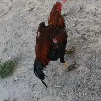 سرگرمی