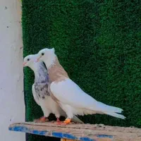 کبوتر