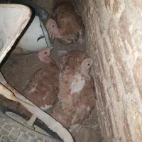 پنج عدد بوقلمون کرچ