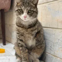 واگذاری گربه