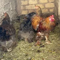 مولد برهما پاتریچ و بلو پاتریچ