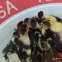 بچه اردک روسی سه روزه