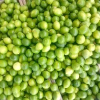 لیمو ترش از باغدار بر میدارم تناژ بالا