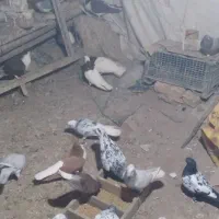 کفتر|پرنده|میان جلگه, |دیوار